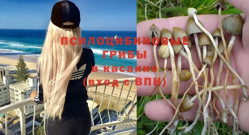 ссылка на мегу как зайти  Алексин  Галлюциногенные грибы Magic Shrooms 